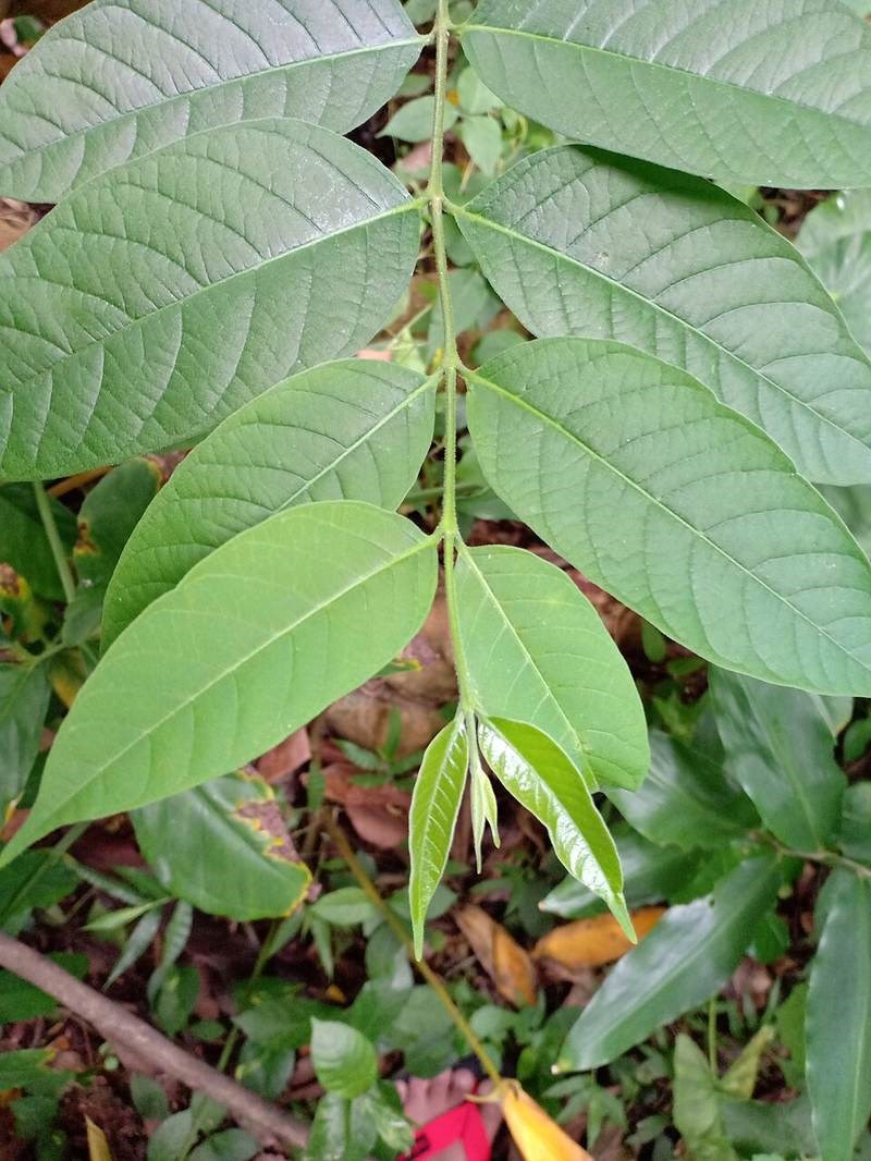 Lòng mức lông