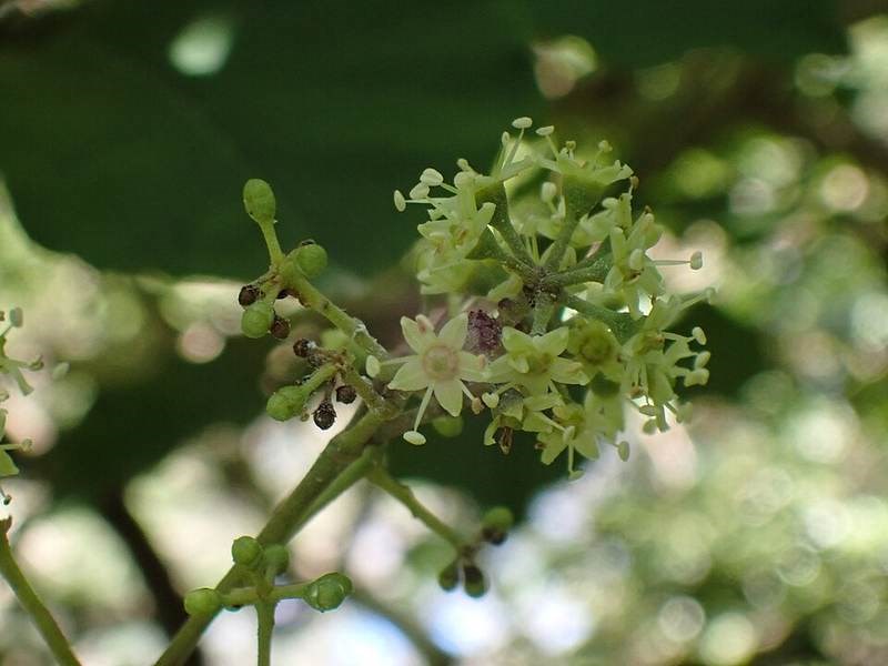 Chân chim lá lớn