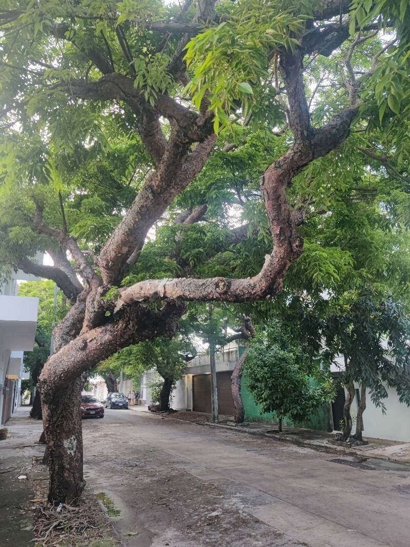 Bồ hòn
