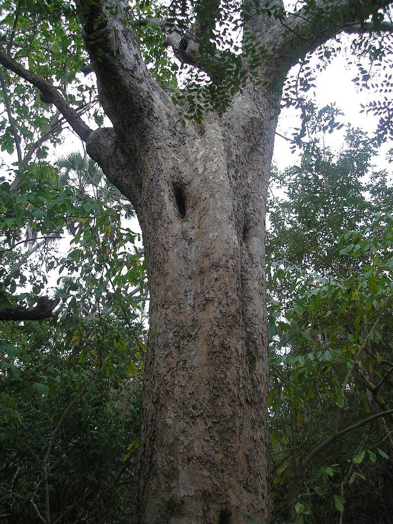 Xà cừ lá nhỏ