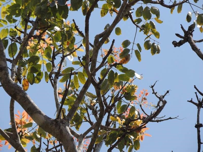Xà cừ lá nhỏ
