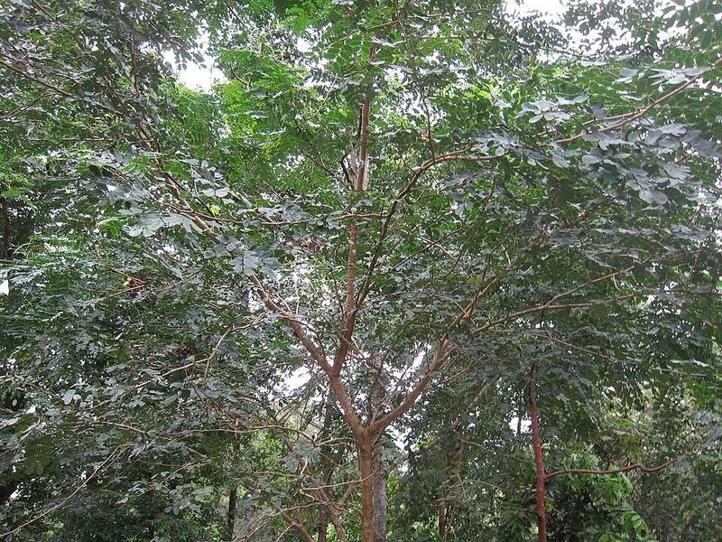 Muồng ràng ràng