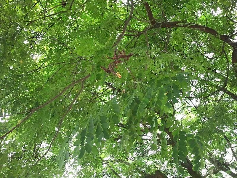 Muồng ràng ràng