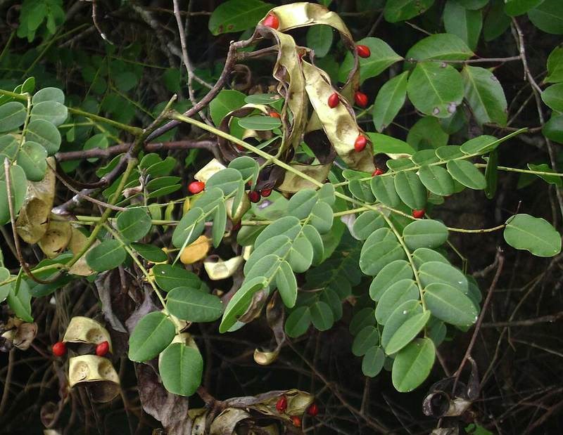 Muồng ràng ràng