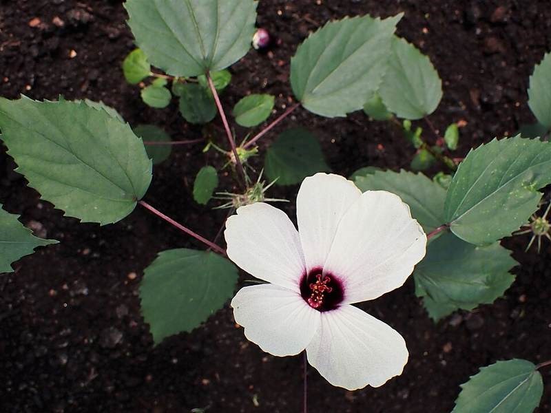 Bụp giấm (atiso đỏ)