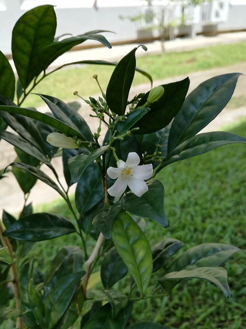 Nguyệt quế lá nhỏ