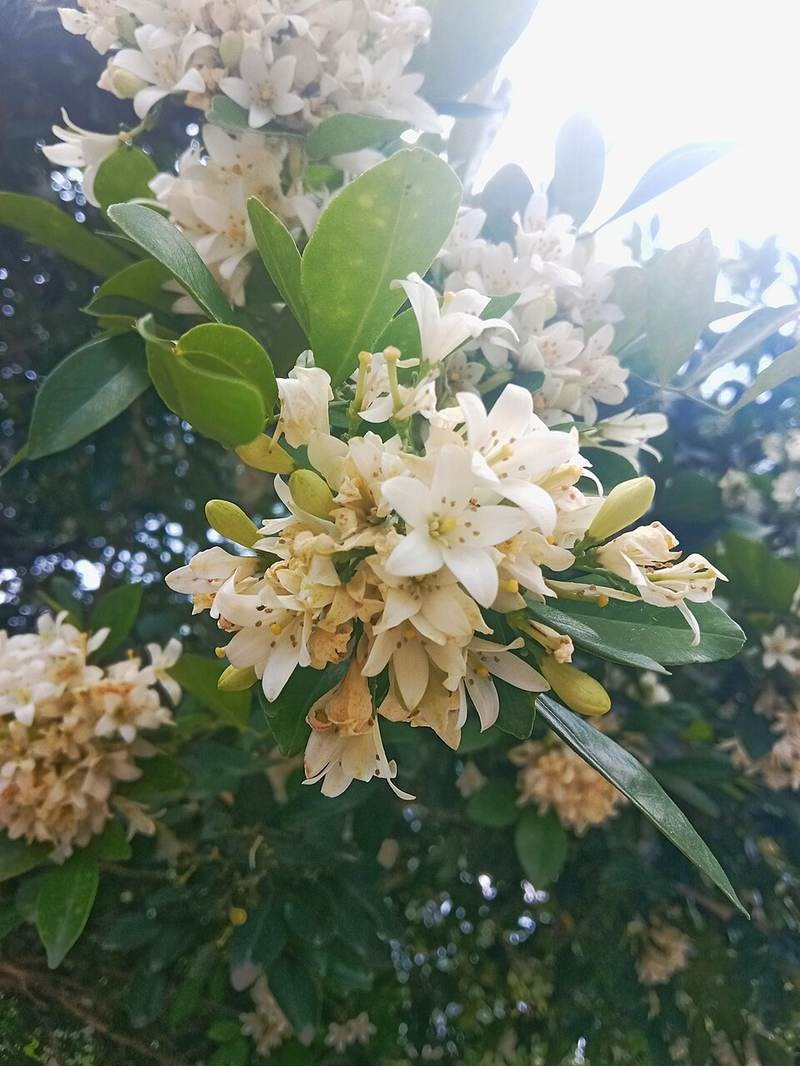 Nguyệt quế lá nhỏ