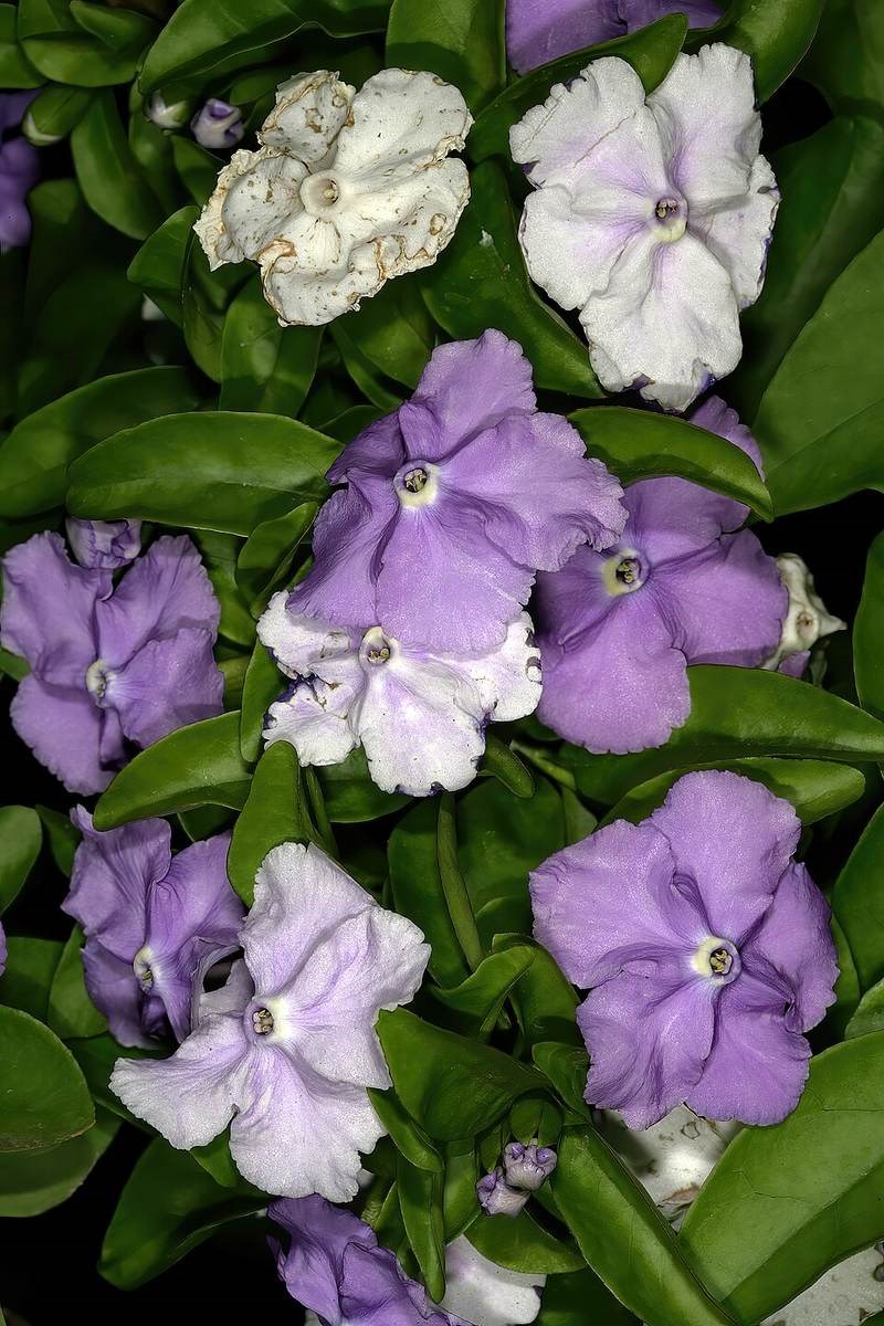 Cẩm tú lài (bâng khuâng)
