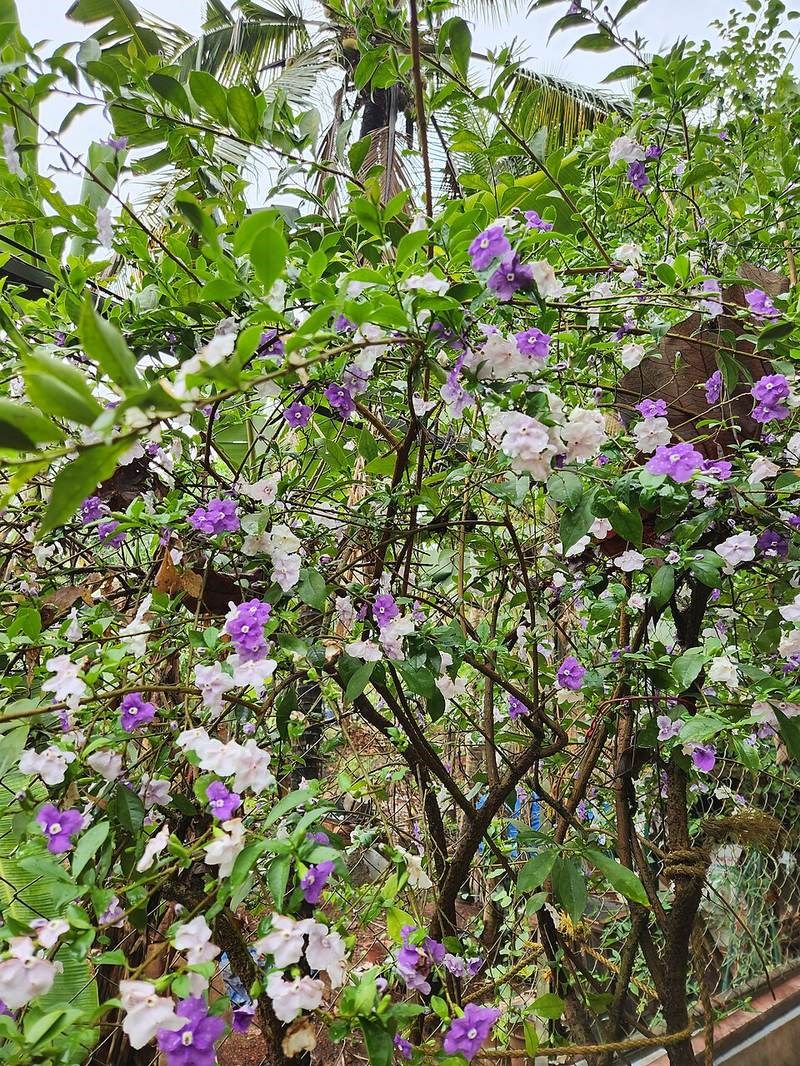 Cẩm tú lài (bâng khuâng)