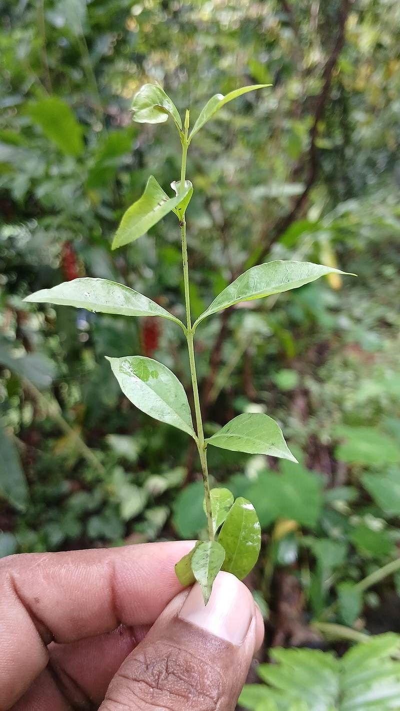 Cây móng tay