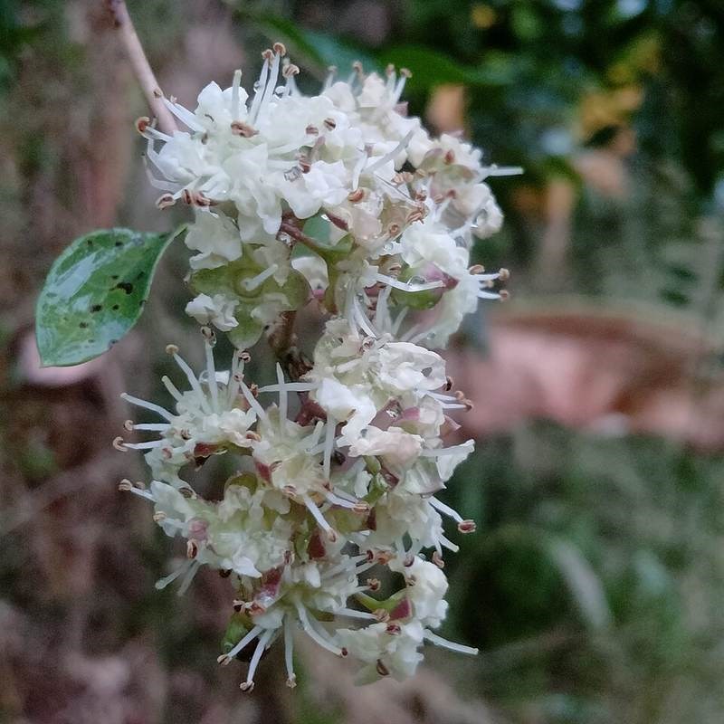 Cây móng tay
