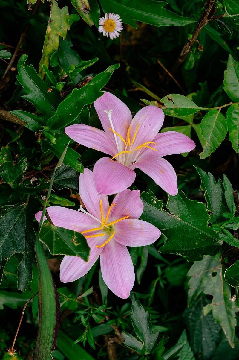 Huệ mưa hồng