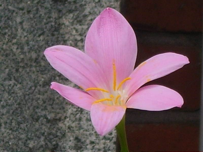 Huệ mưa hồng