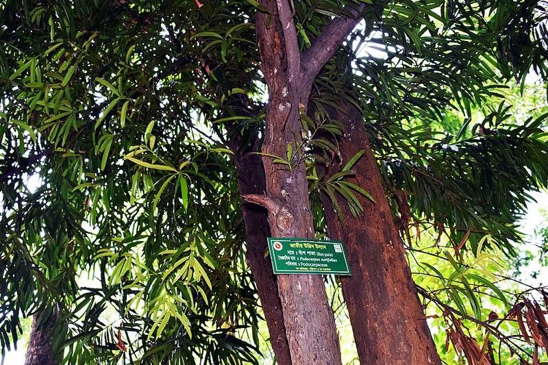 Vạn niên tùng