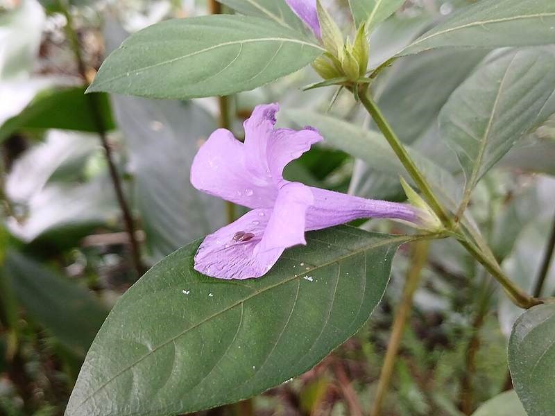 Cẩm chướng bụi
