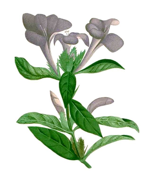 Cẩm chướng bụi