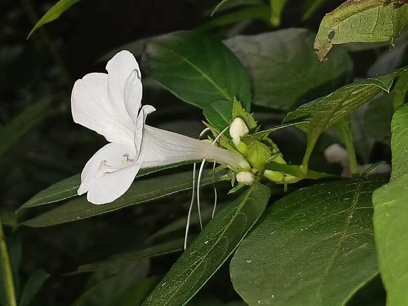 Cẩm chướng bụi