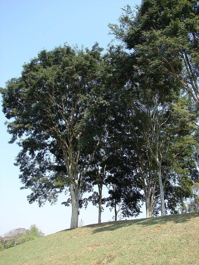 Điệp cúng (điệp lào)