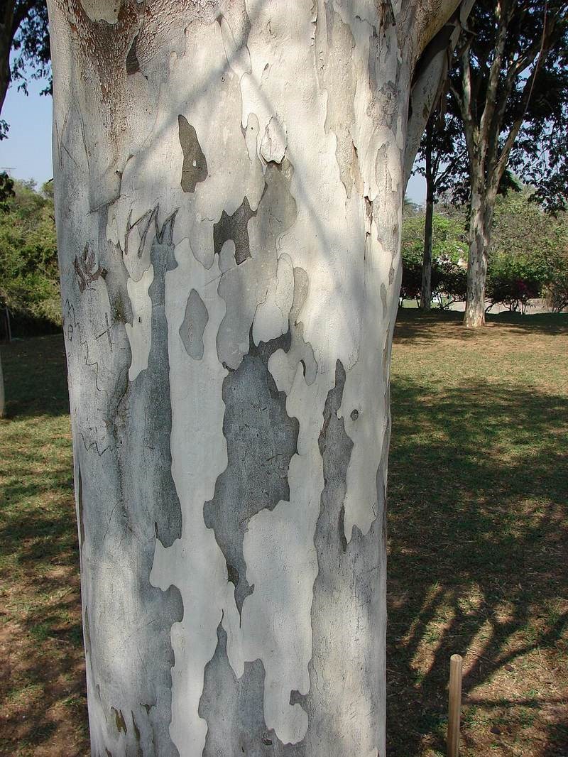 Điệp cúng (điệp lào)
