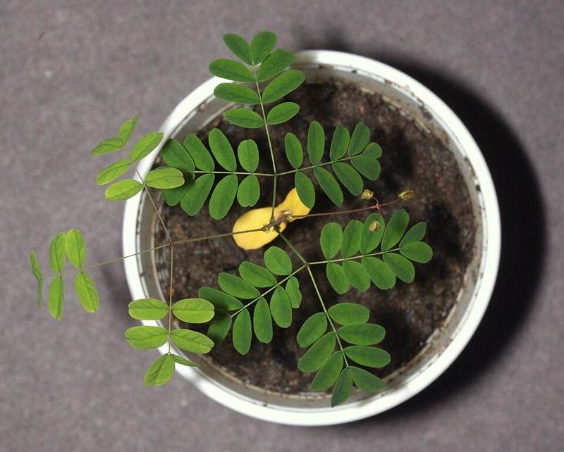 Điệp cúng (điệp lào)