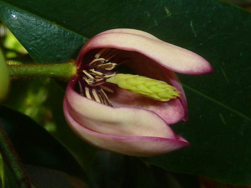Hàm tiếu