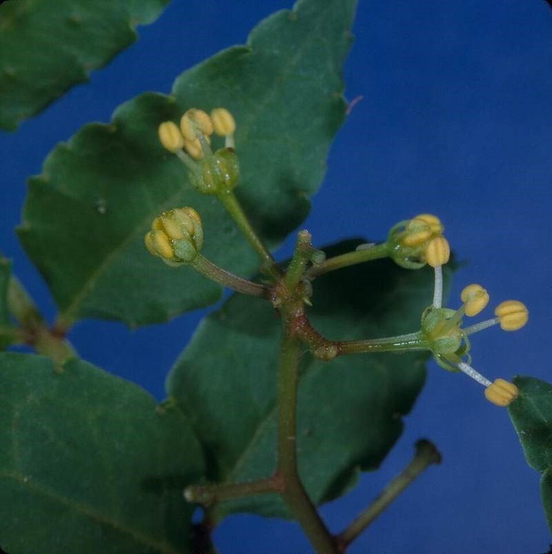 Sói (chè của trời)