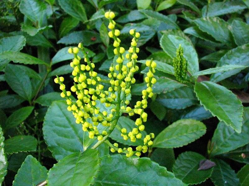 Sói (chè của trời)