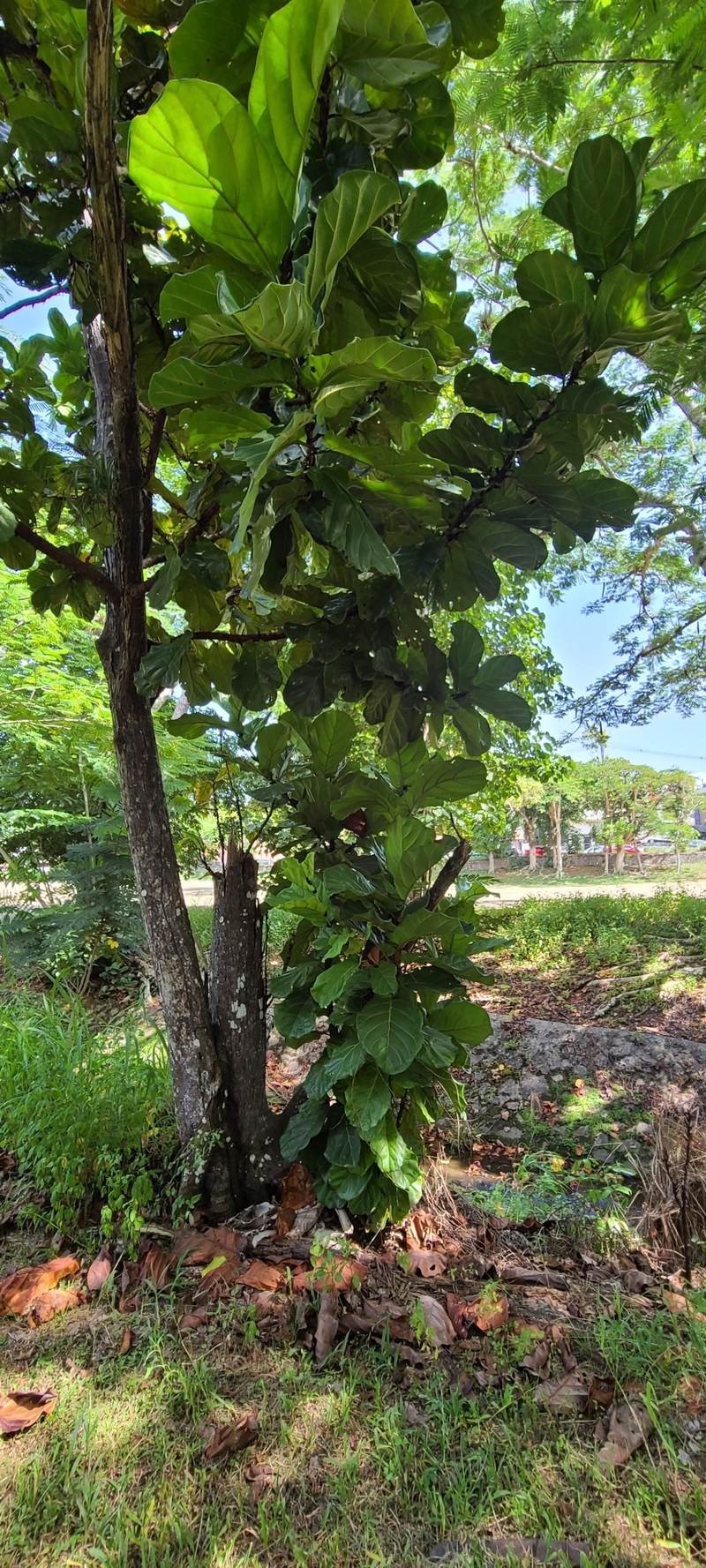 Bàng Singapore (đề lá to)
