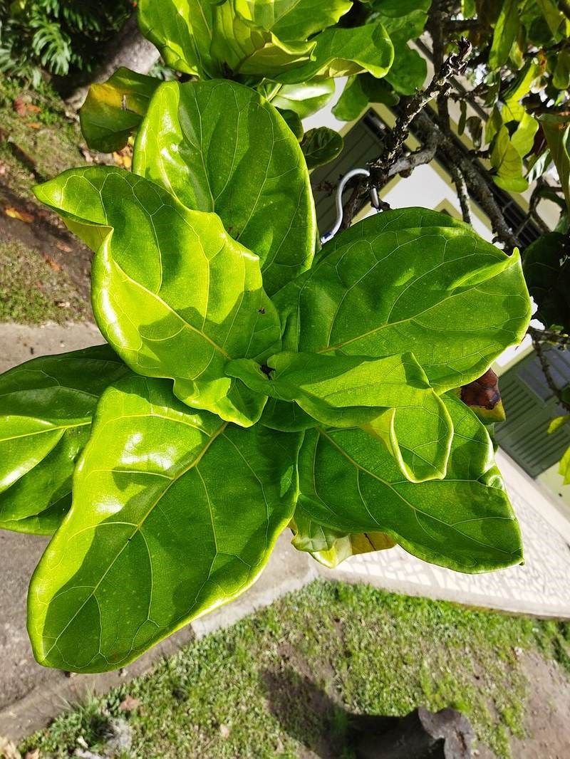 Bàng Singapore (đề lá to)