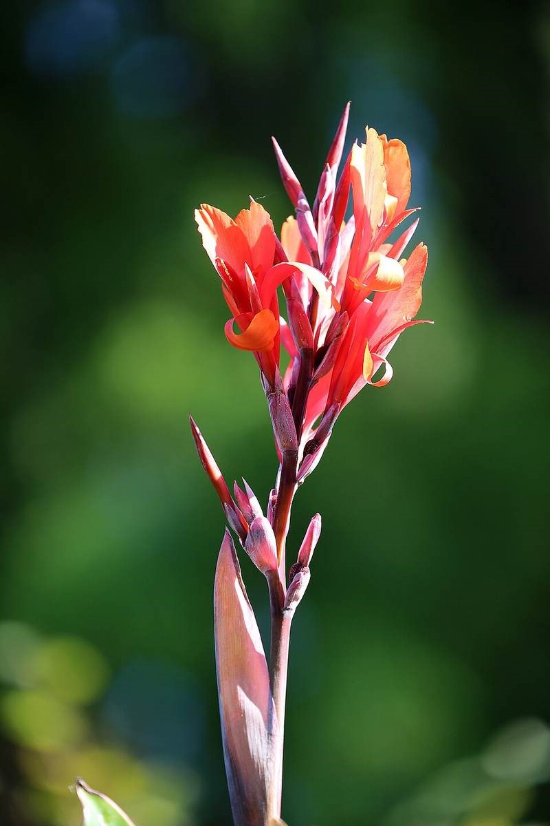 Ngải hoa (dong riềng cảnh)