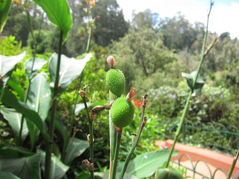 Ngải hoa (dong riềng cảnh)
