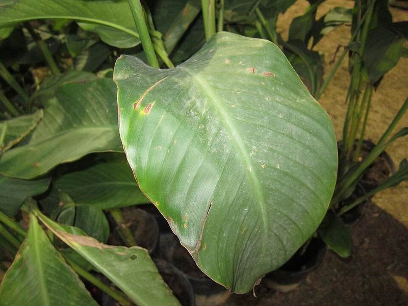 Ngải hoa (dong riềng cảnh)