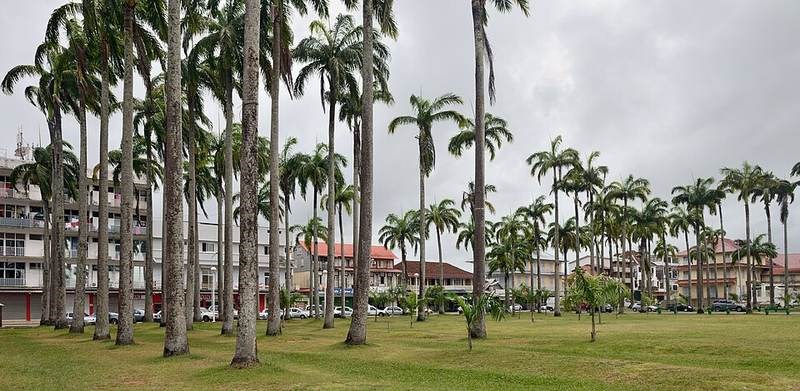 Cau bụng