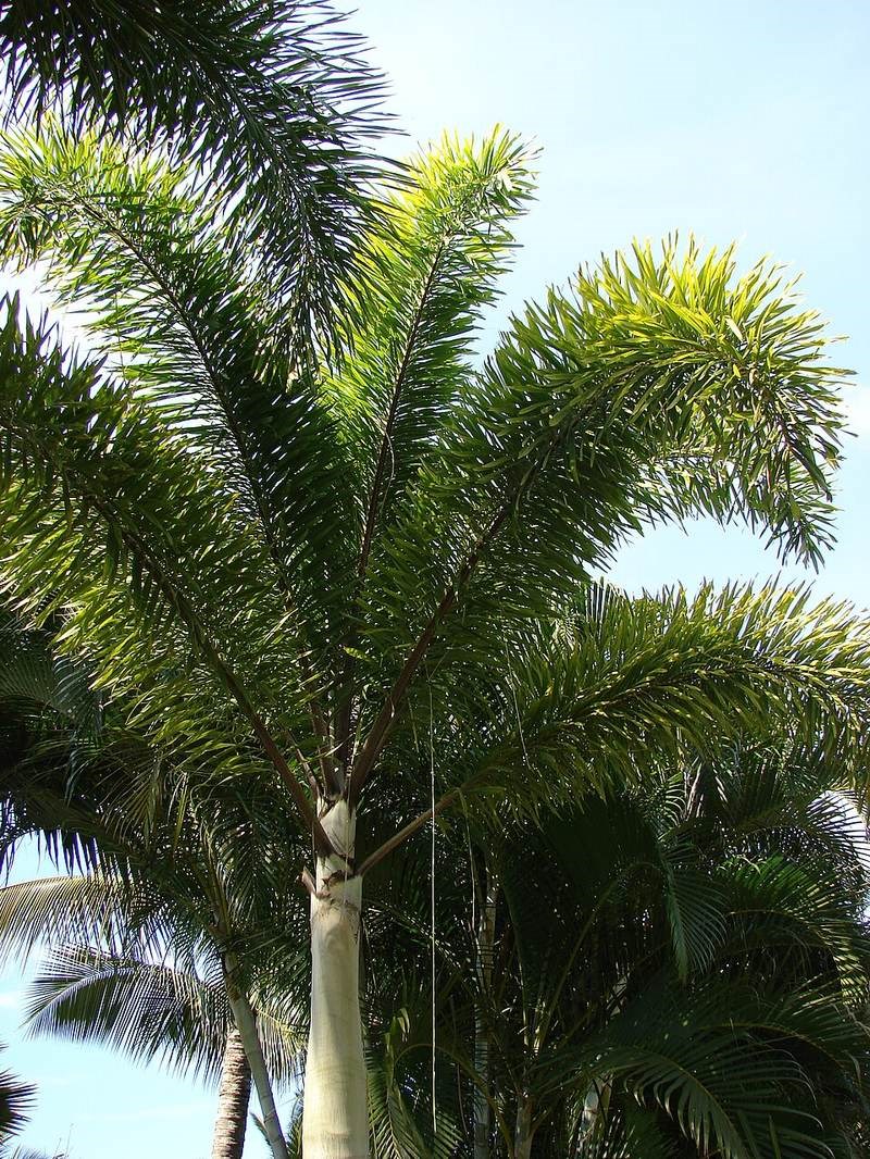 Cau đuôi chồn