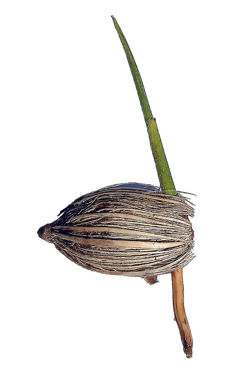 Cau trắng