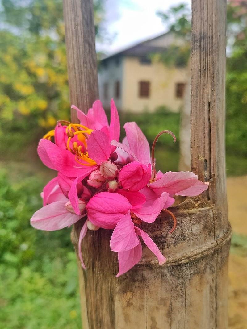 cây muồng hoa đào