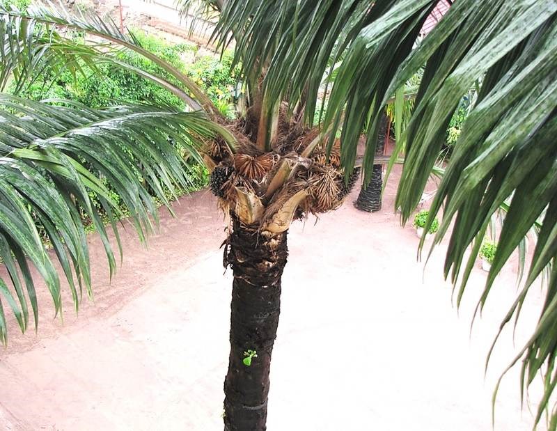 Cọ dầu