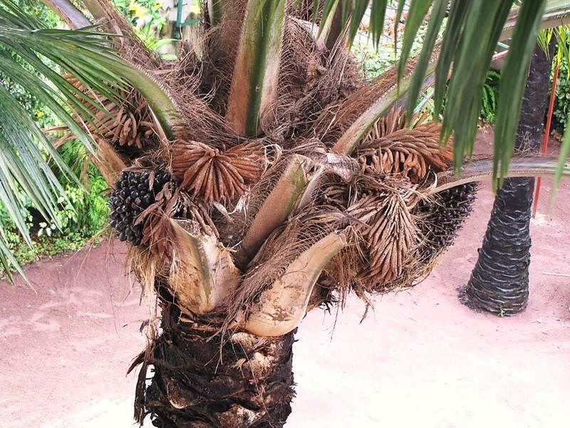 Cọ dầu