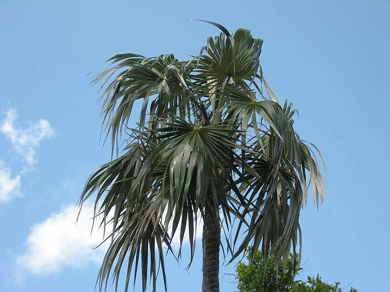 Kè bạc