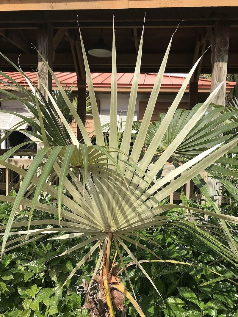 Kè bạc