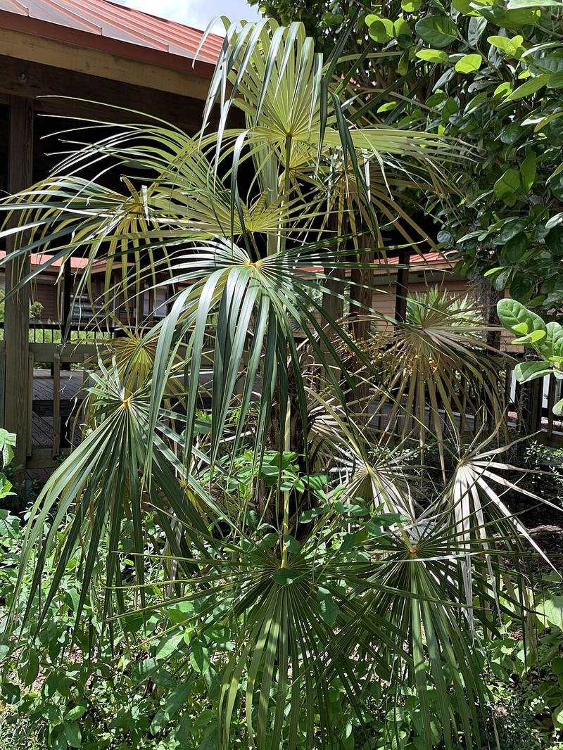 Kè bạc