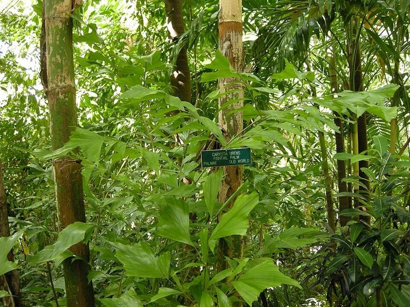 Móc rừng