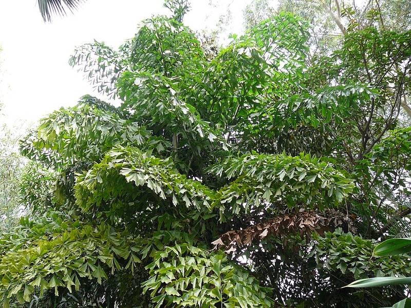 Móc rừng