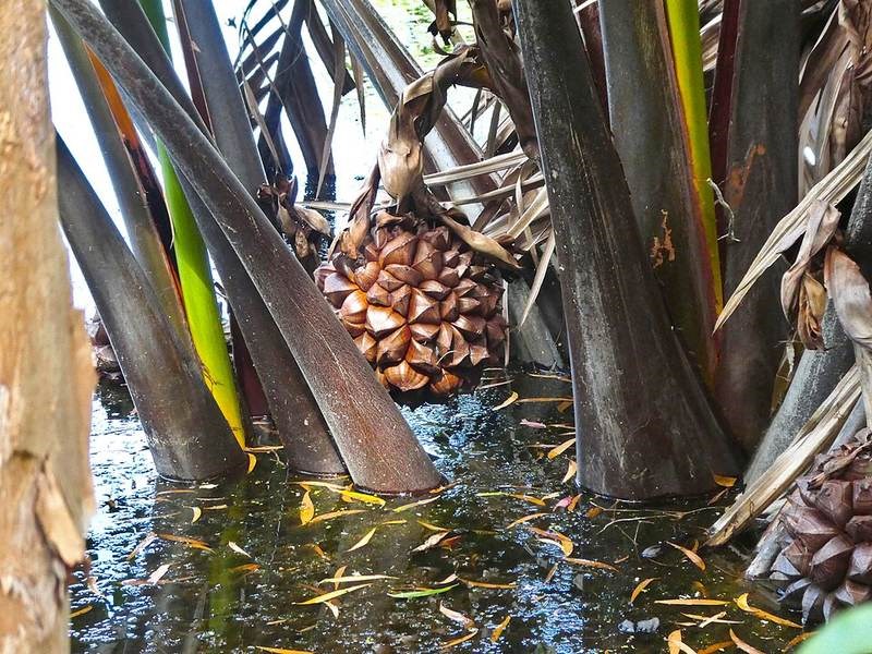 Dừa nước