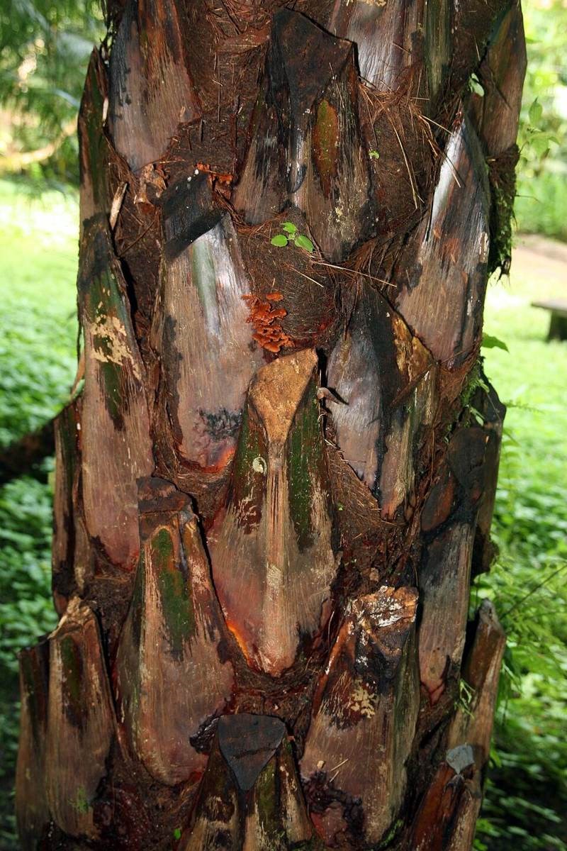 Kè Nam Bộ
