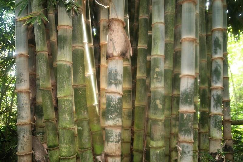 Bương
