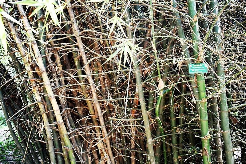 Mạy sang (tre lồ ô)