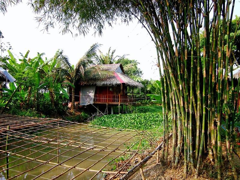 Tầm vông