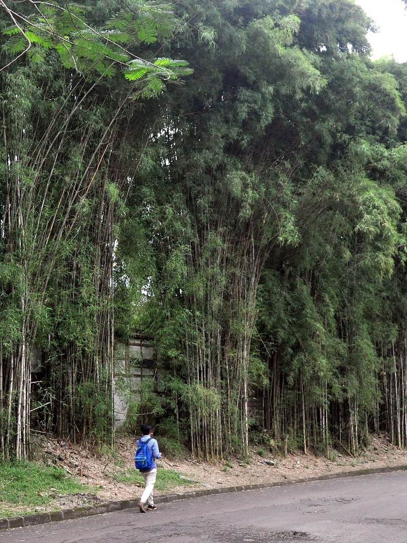 Tầm vông