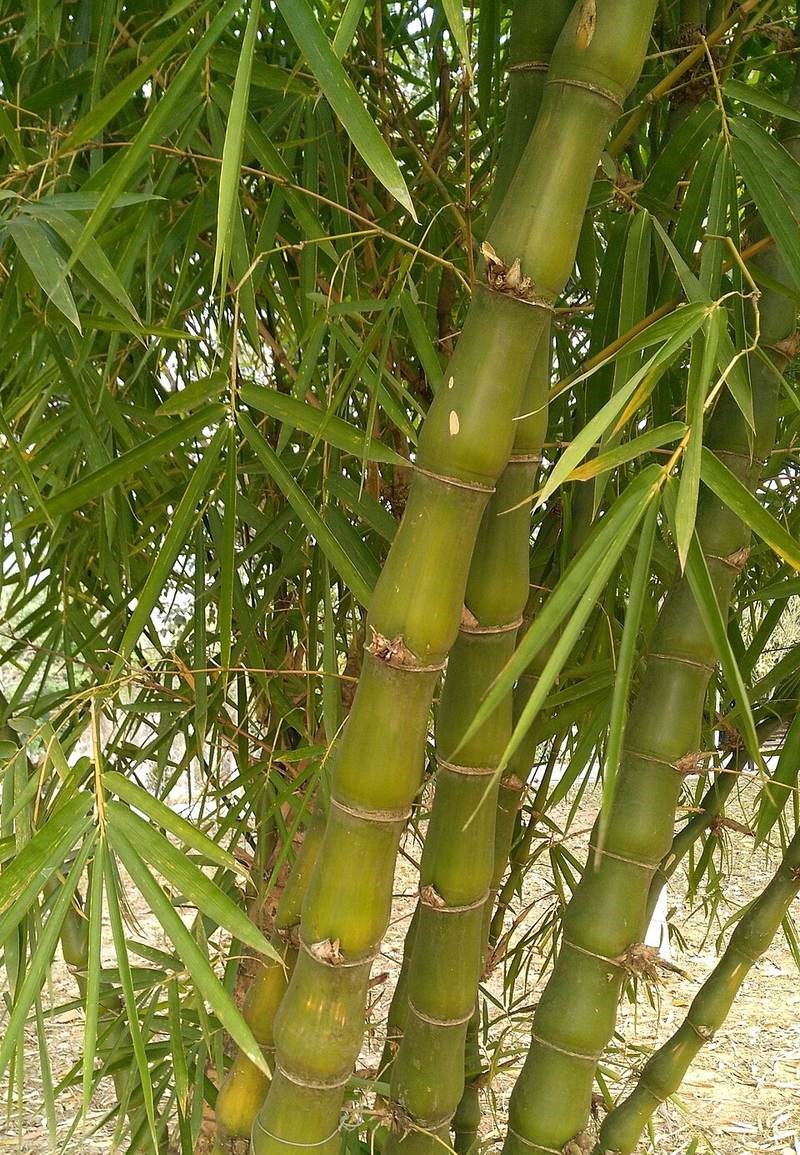 Trúc đùi gà
